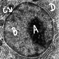 Detalles de un núcleo celular de un microscopio electrónico
