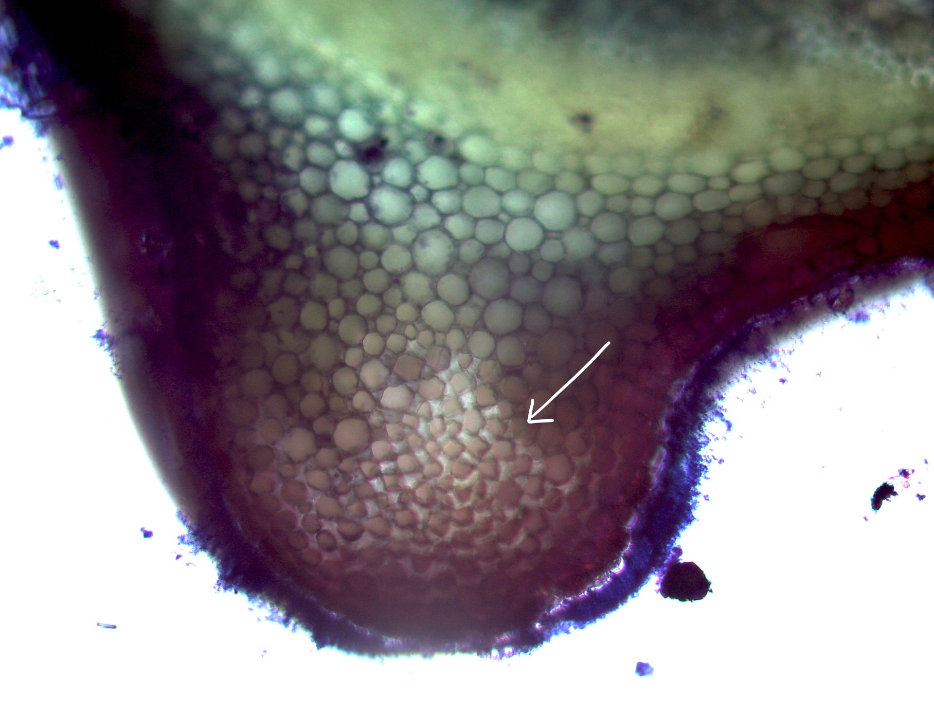 Una sección transversal a través de un tallo de menta que muestra una región de células pequeñas con paredes celulares angulares que están desigualmente engrosadas.