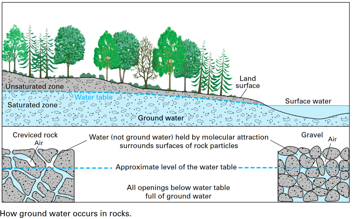 Section of the Earth showing vegetation on top and the unsaturated zone subtended by the saturated zone of an aquifer. 