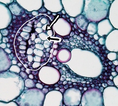 A cross section through a vascular bundle showing the difference between sieve tube elements and companion cells