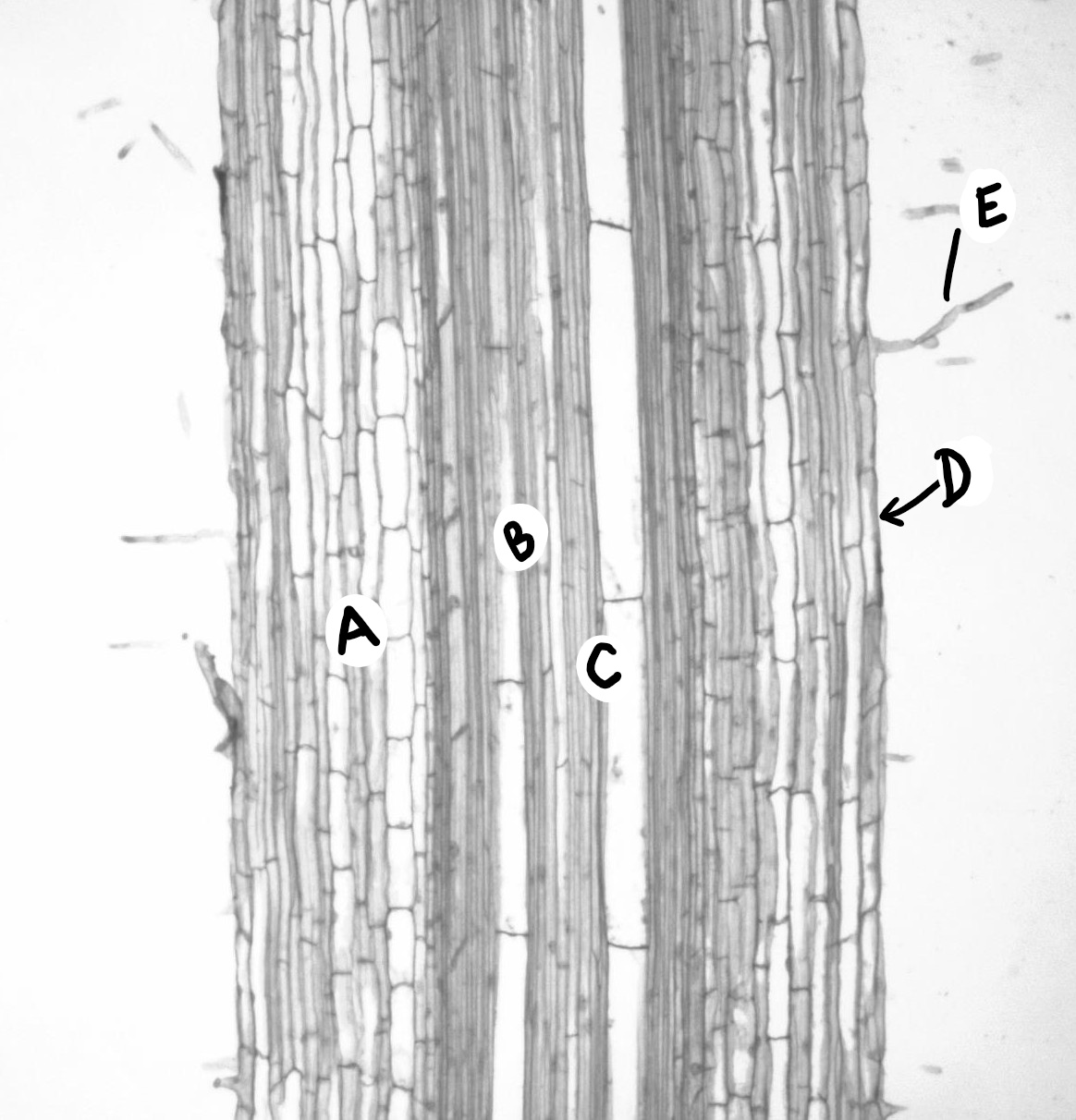 Sección longitudinal de la zona de maduración en una raíz