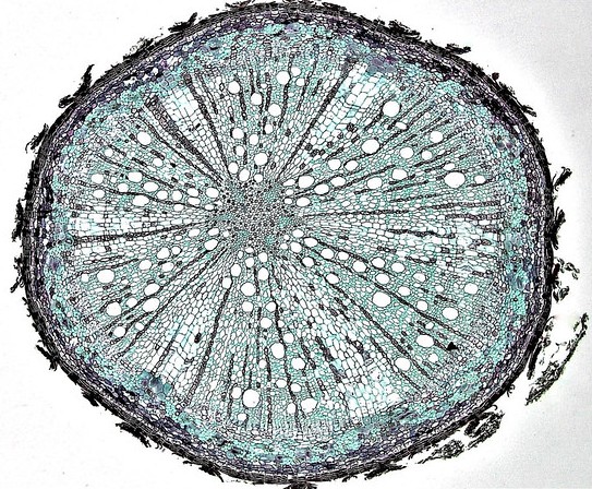 An unlabeled cross section through an older oak root in secondary growth