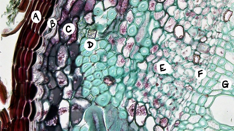Secondary tissues in the root
