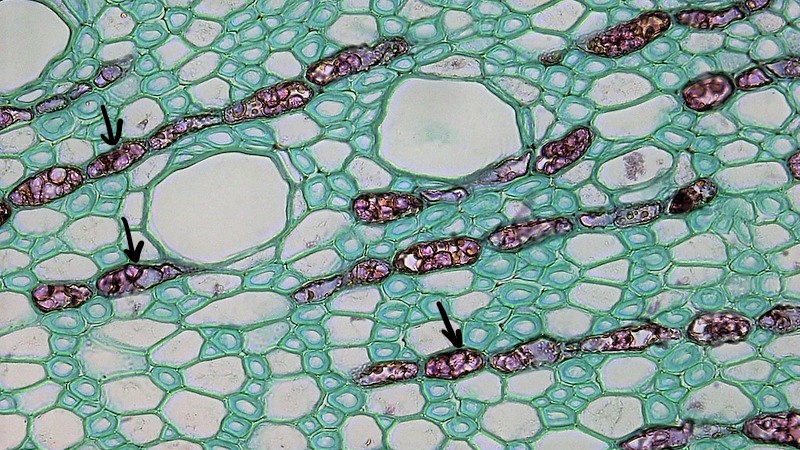 Las células largas de paredes delgadas (indicadas por flechas) forman cadenas lateralmente a través del tejido del xilema