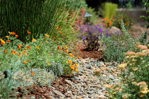 A garden of California native plant includes bright orange California poppies