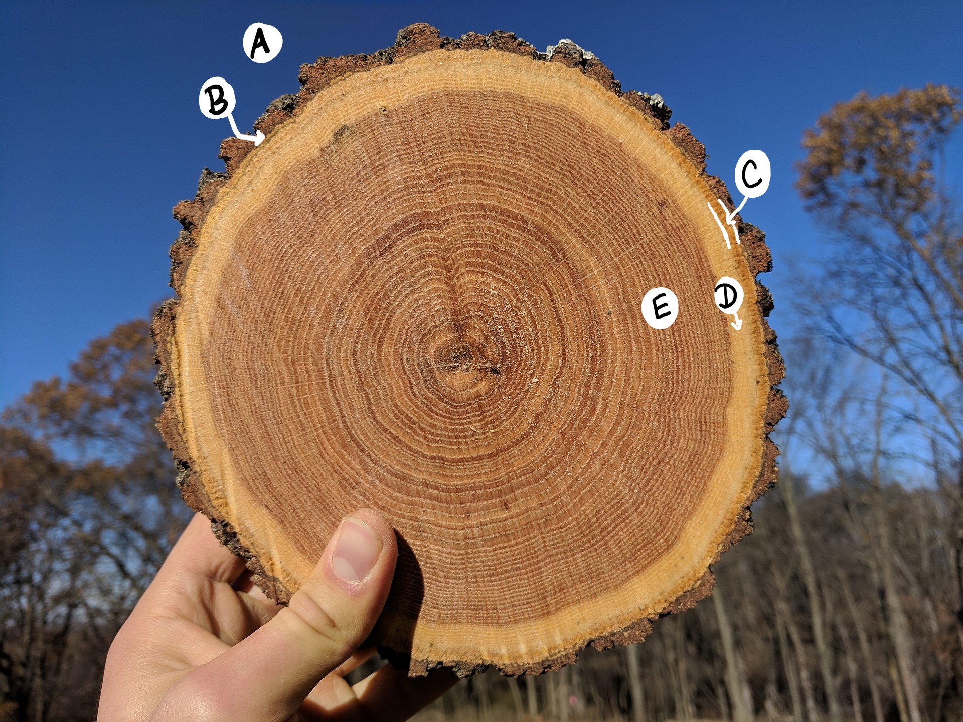 A cross section through a tree (also called a wood cookie)