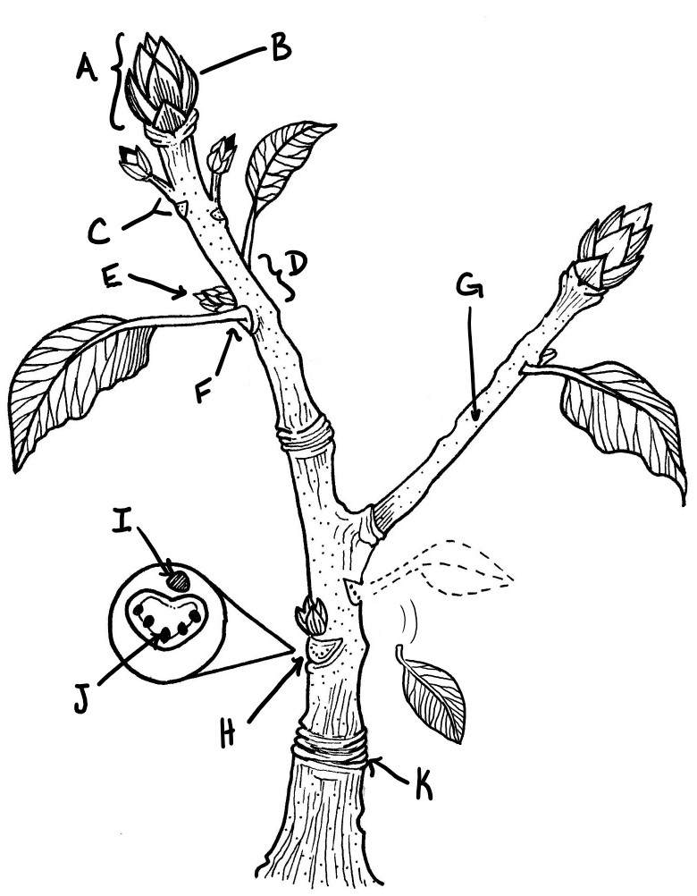 A labeled diagram of a woody shoot. 