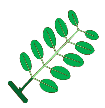 A pinnately compound leaf