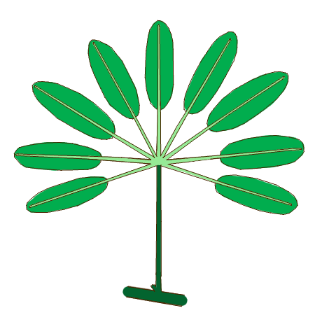 A palmately compound leaf