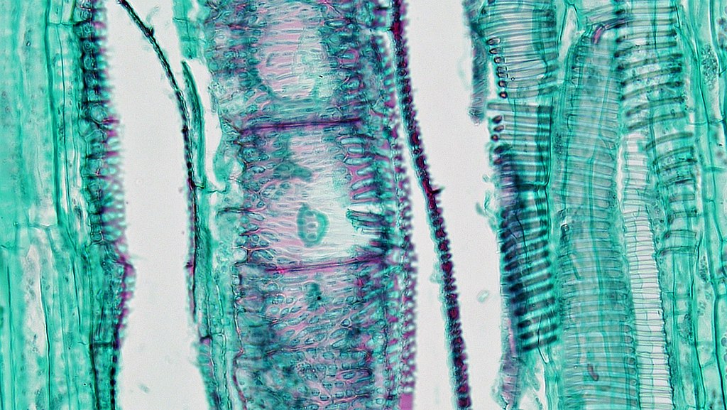 Longitudinal microscope image shows vessel elements stacked in a column. Cell wall thickenings look like horizontal stripes.