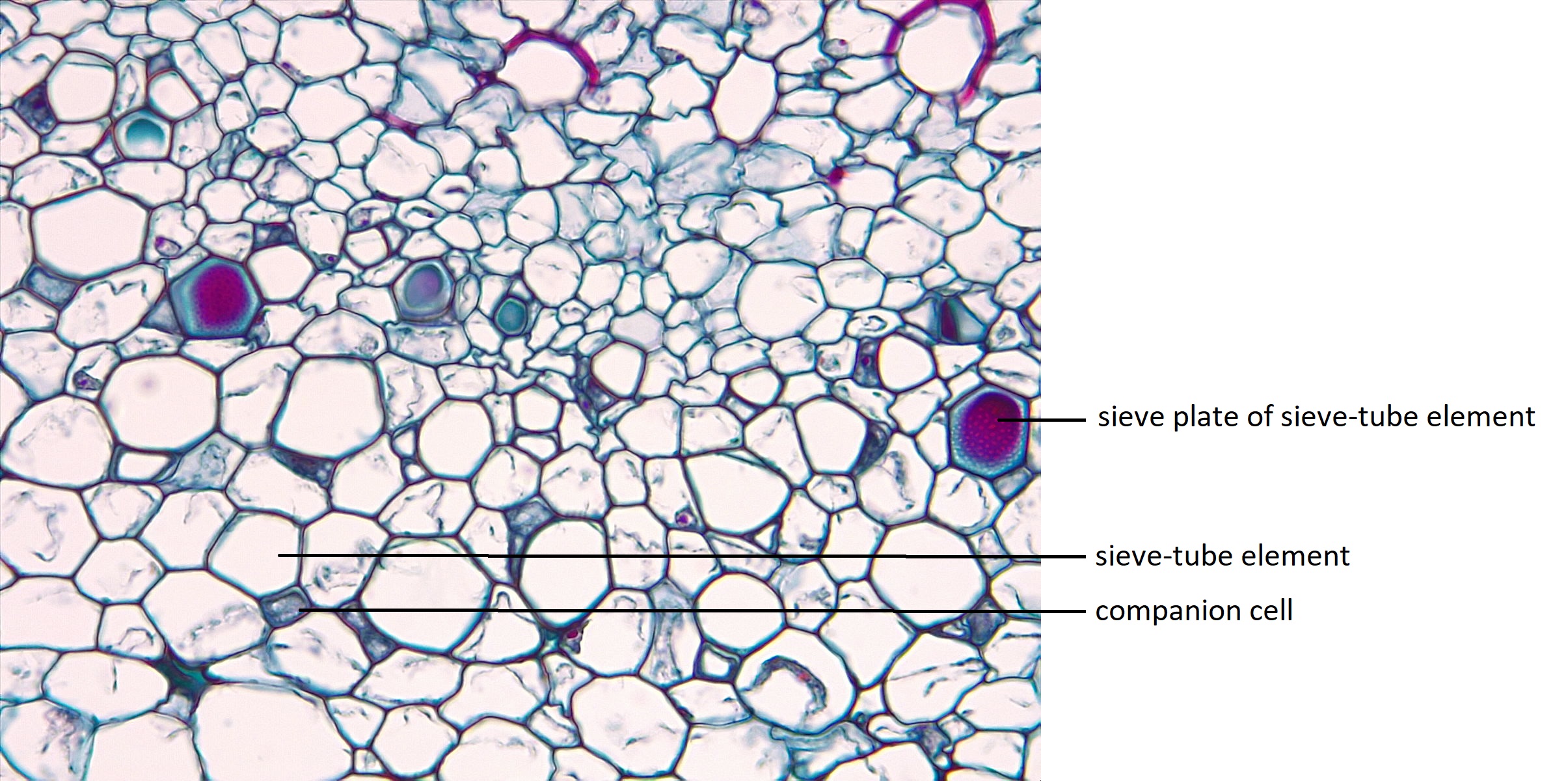 Cucurbita stem cross section showing the cells of the phloem, including wide sieve-tube elements, and small, dark companion cells.