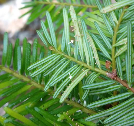 Fir needles with many skinny yellow columns sprouting from the underside
