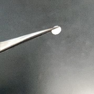 forceps holding a small sterile circular paper disk