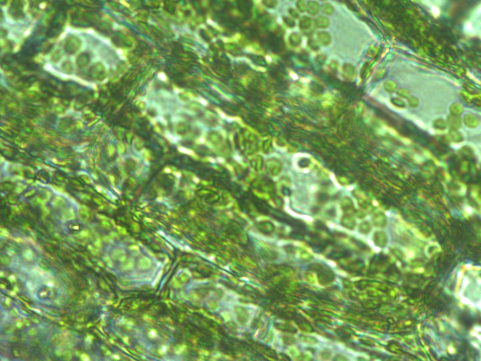 This image is of Elodea cells as viewed at 400x magnification