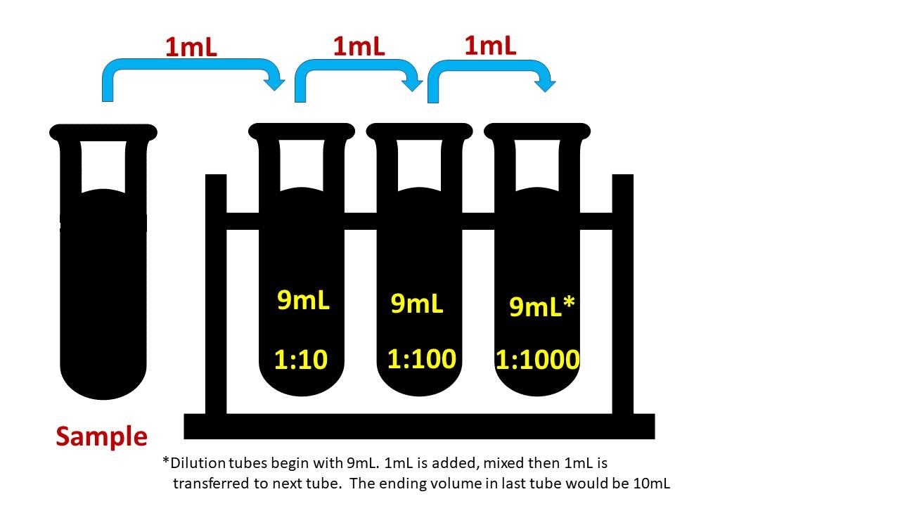 illustration of a serial dilution series. 4 test tubes labeled sample, 1:10,1:100, 1:1000 with arrows indicating 1 mL pointing from one tube to the following test tube.