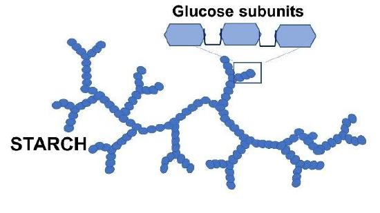 A drawing of starch showing a branching structure and a close up of the subunits which are labeled as glucose
