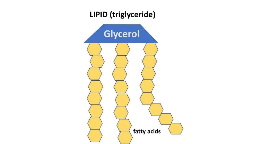 un dibujo de un lípido también conocido como triglicérido. Los componentes de glicerol y ácido graso están etiquetados