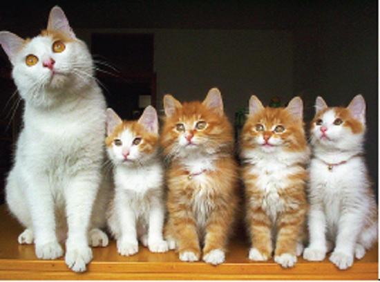 photo of an adult orange and white cat and 4 kittens also orange and white