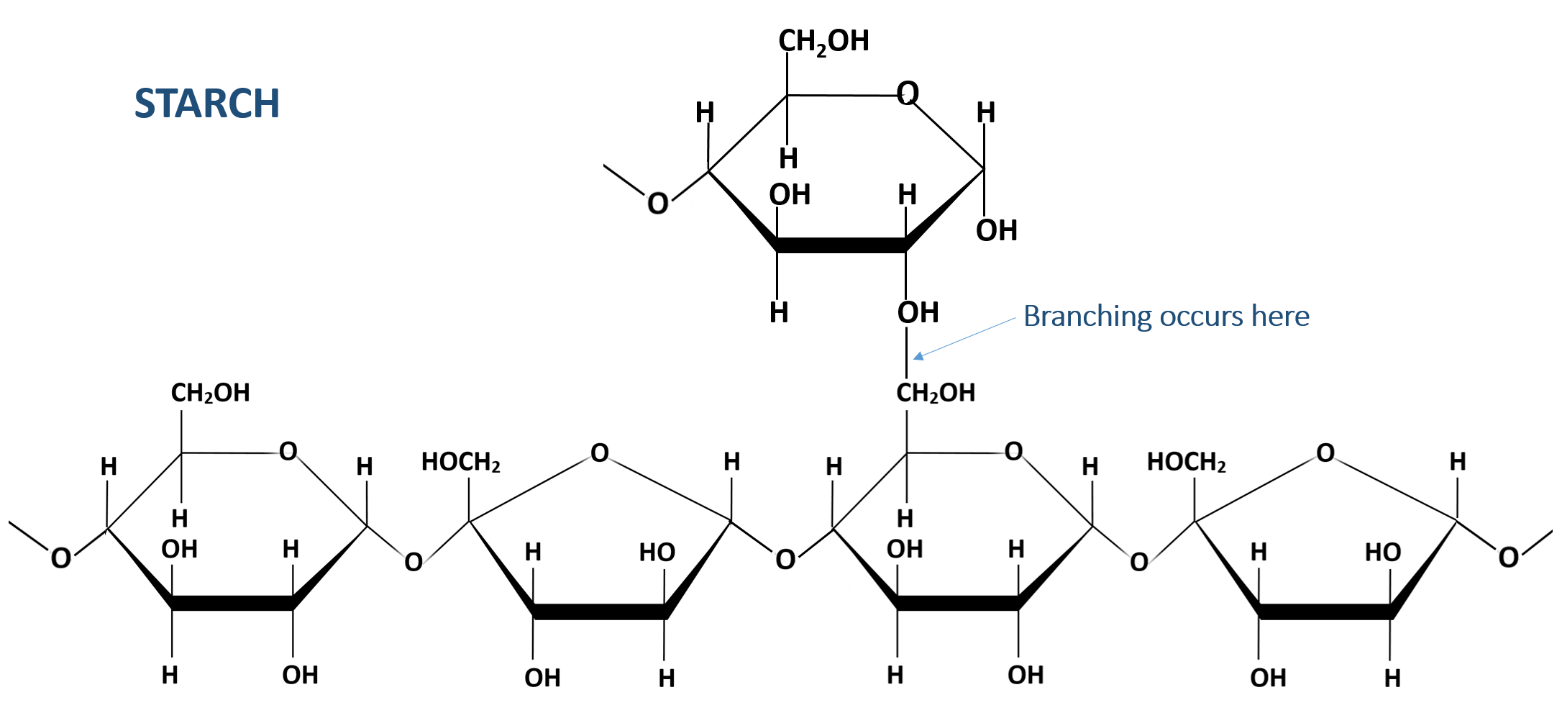 molecular structure of starch