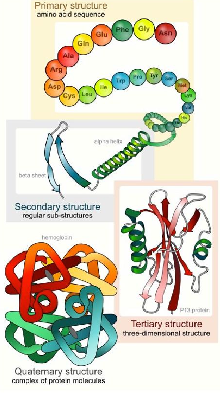 A drawing of how proteins are organized. It is a complex image depicting 1st linked amino acids, then helices and beta pleated sheets and then finally folded proteins either as one unit or part of a larger complex of subunits.
