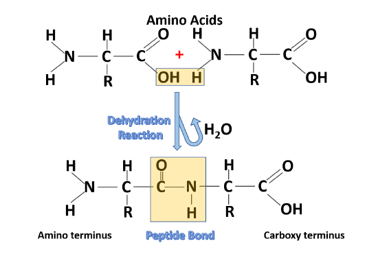 molecular reaction of two amino acids forming a peptide bond