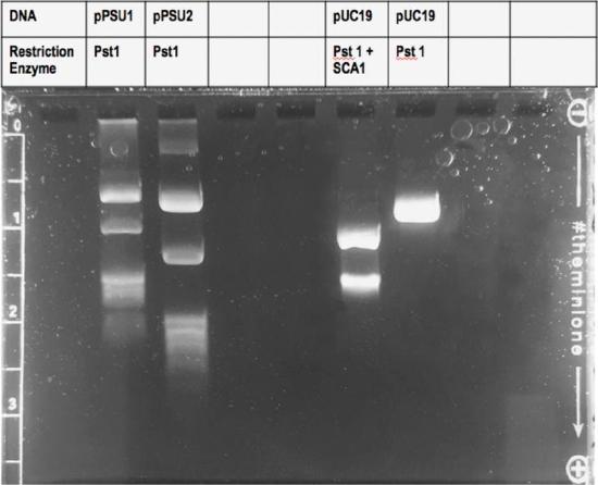 a DNA gel photo with lanes containing DNA fragments