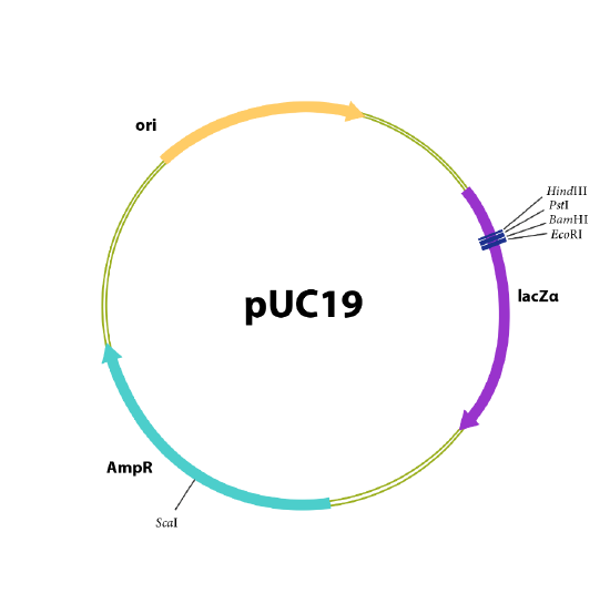 a map if the pUC19 plasmid with some restriction sites noted.