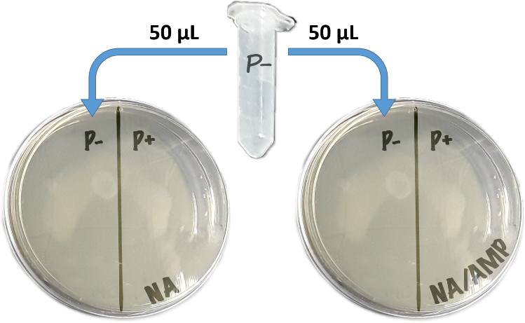 microfuge tube labeled P- with arrows pointing to the P- labeled half of petri plates