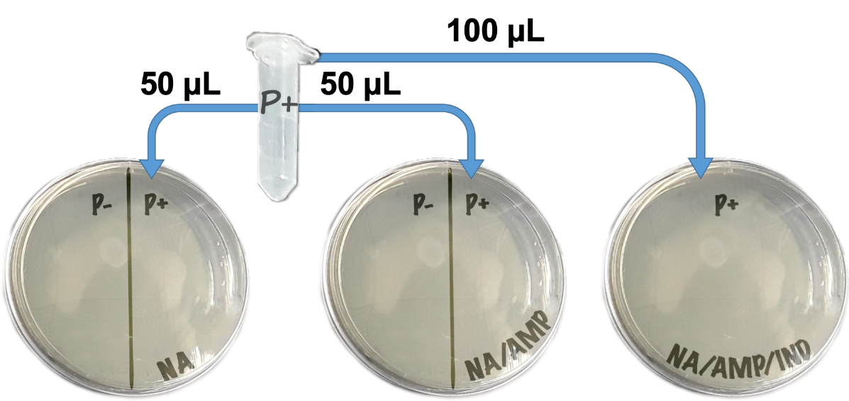 Image of 3 petri disehs and a microfuge tube labeled P+. Arrow emerge from the P+ tube and point to the labels P+ on each petri dish.