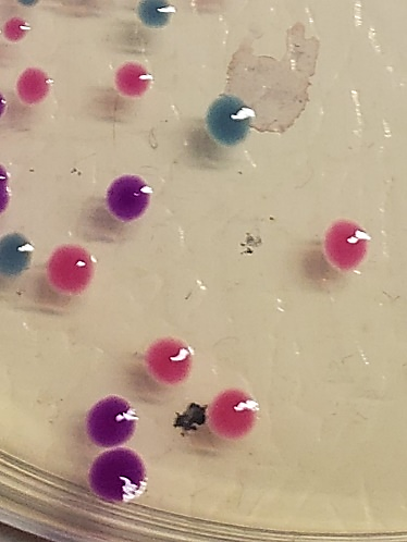 photo taken close up of transformed E. coli bacterial colonies. They are colored purple, pink, and blue
