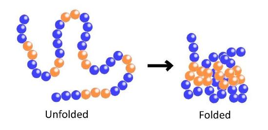 drawing of a chain of balls representing a linear polypeptide followed by a globular folded version of the polpeptide