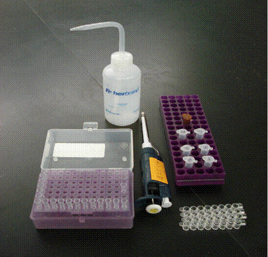 photo of the materials that will be present at your lab station. It includes micropipette and tips, a wash bottle, a rack with microfuge tubes, and the wells as a strip.