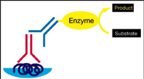 Drawing of the reactions in an ELISA assay: antigen is bound by an antibody which is bound by another antibody linked to an enzyme. The enzyme converts a substrate to a product
