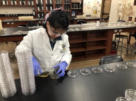 a student pouring media into a petri dish with stacks of empty dishes nearby