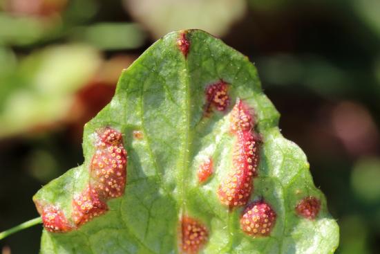 The underside of a leaf with raised, reddened areas. These are covered with small orange pustules.