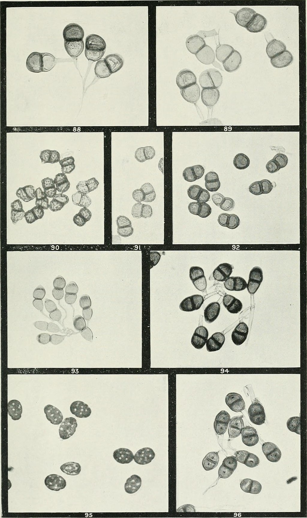 Varias micrografías de esporas de aspecto similar: Cada una es una espora septada grande con dos compartimentos en la parte superior de un tallo transparente.