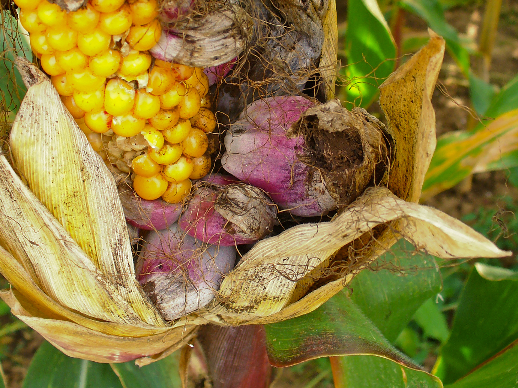 Varios granos de maíz sanos con algunas hinchazones grandes y rosadas debajo de ellos. Uno ha estallado, mostrando que está lleno de esporas pardas polvorientas