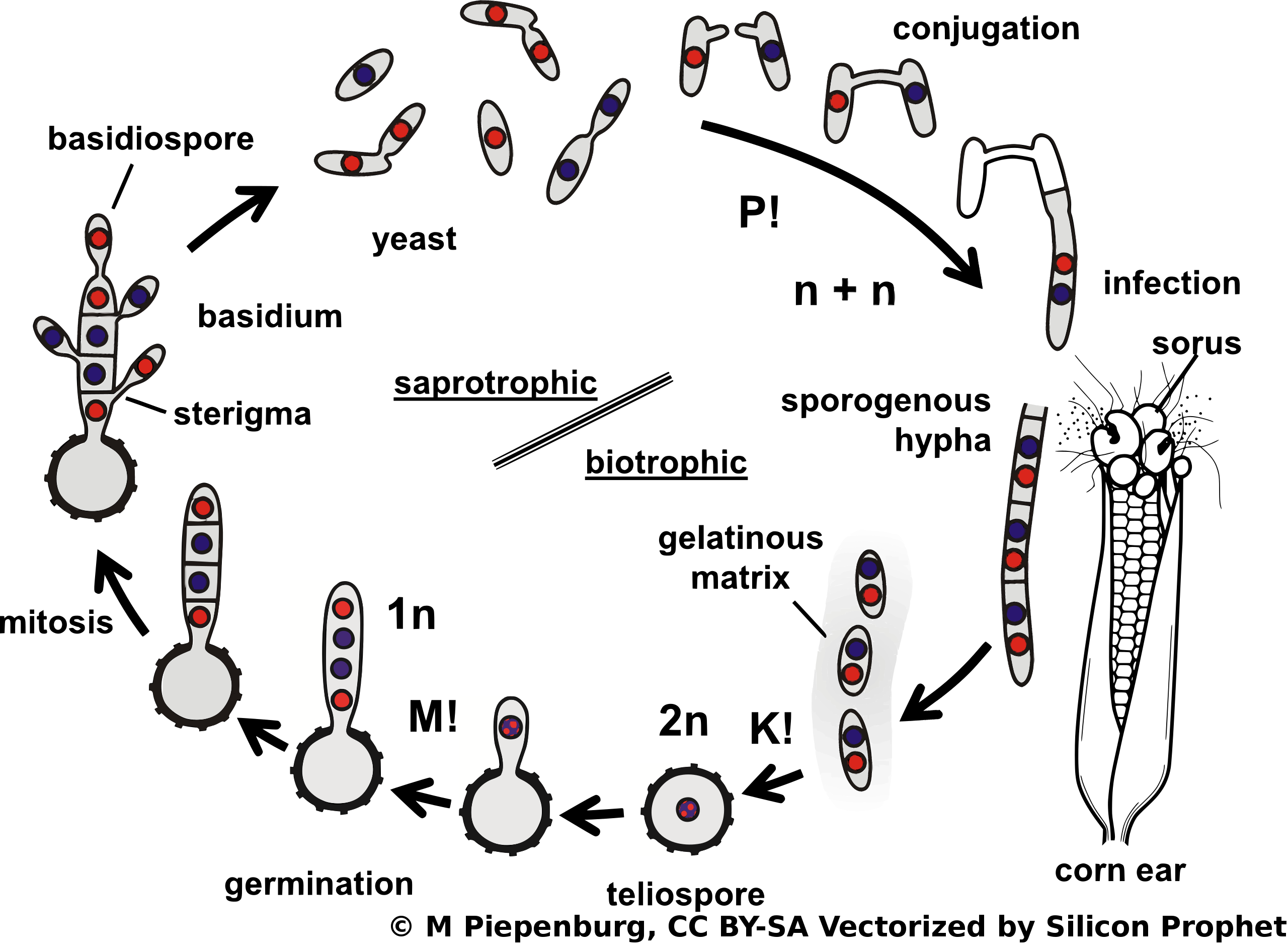 El ciclo de vida general de los hongos en Ustilaginomycotina
