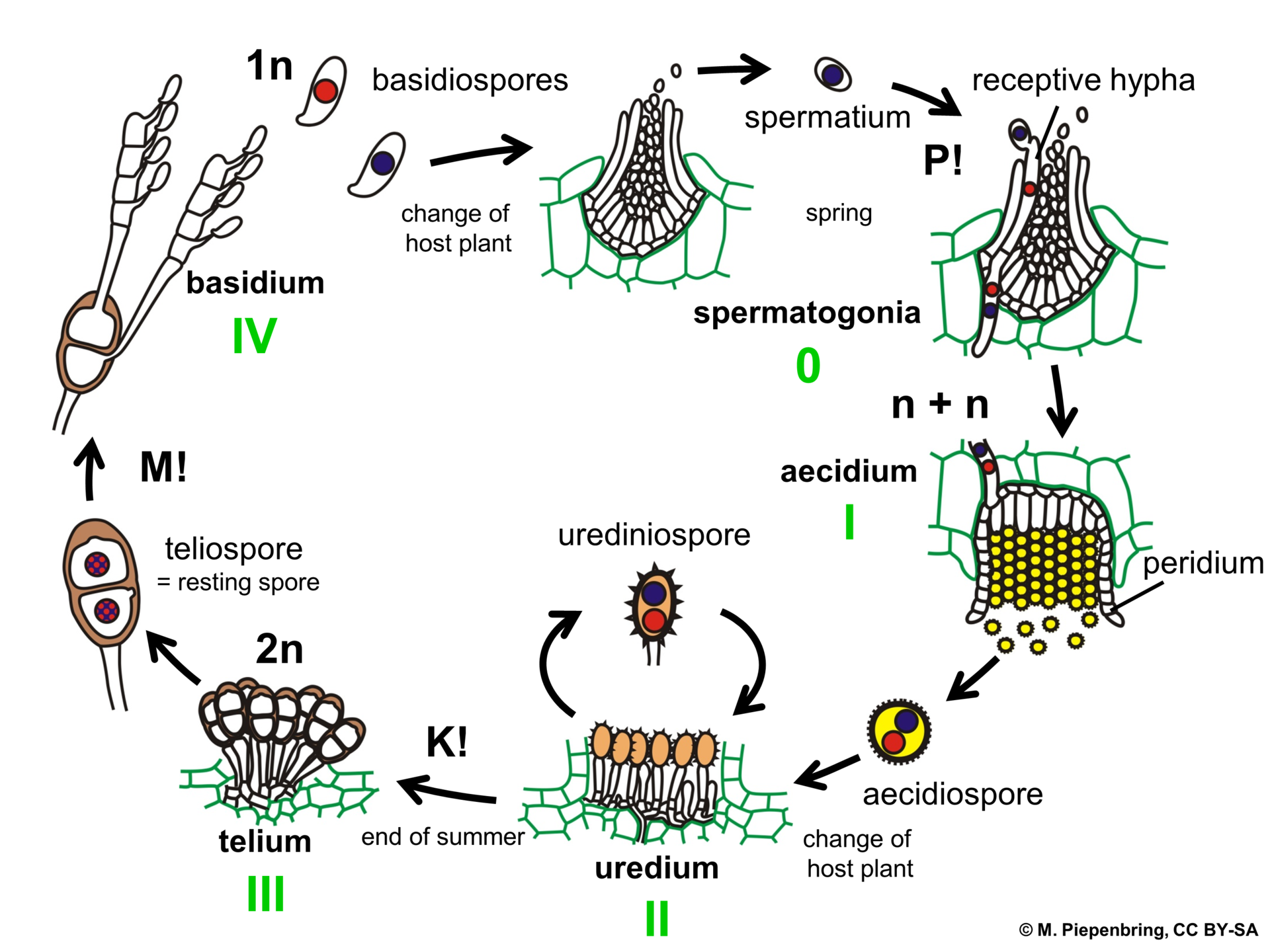 El ciclo de vida general de los hongos en Pucciniomycotina