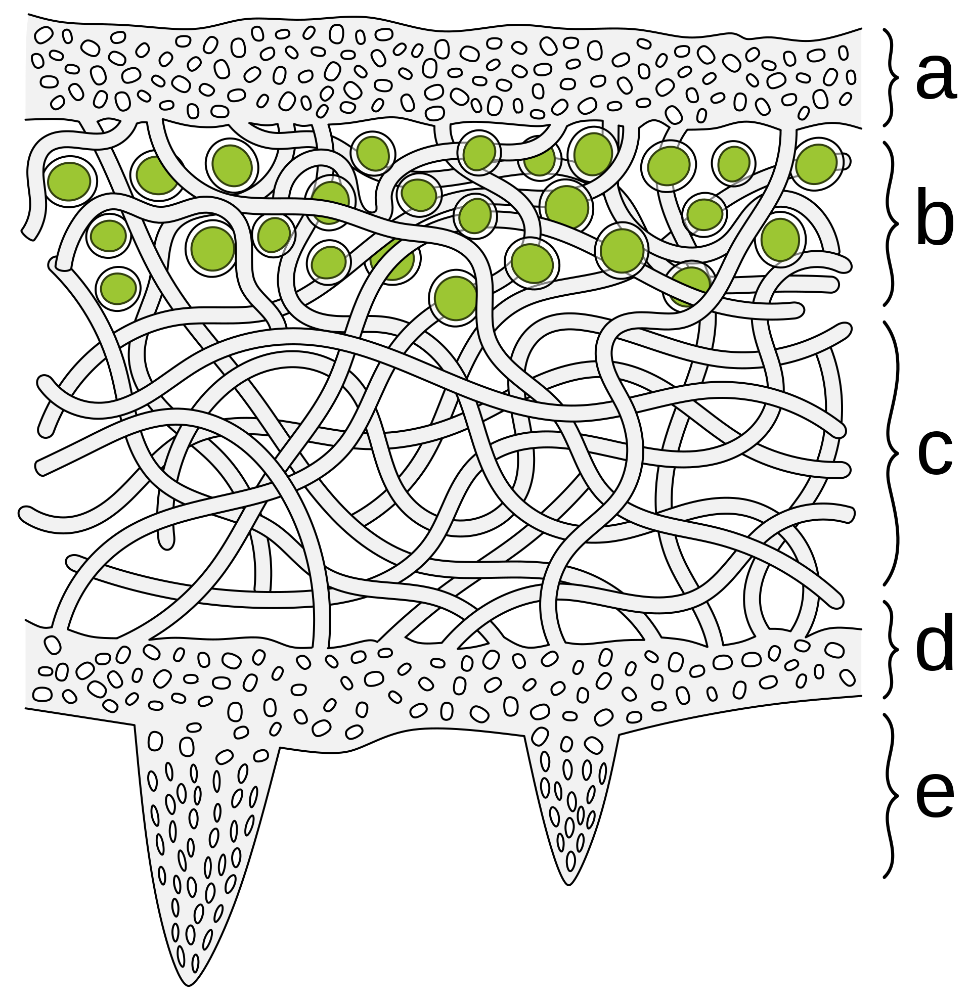 A cross section through a lichen thallus. The layers, a-e, are shown in order from the upper surface to the lower surface of the thallus. 