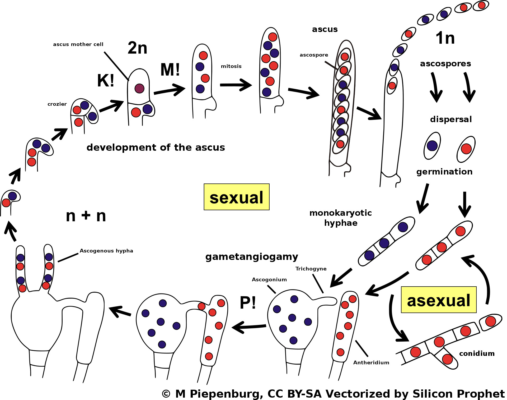 El ciclo de vida de la ascomicota con azul oscuro y un rojo más claro que representan dos tipos de apareamiento diferentes