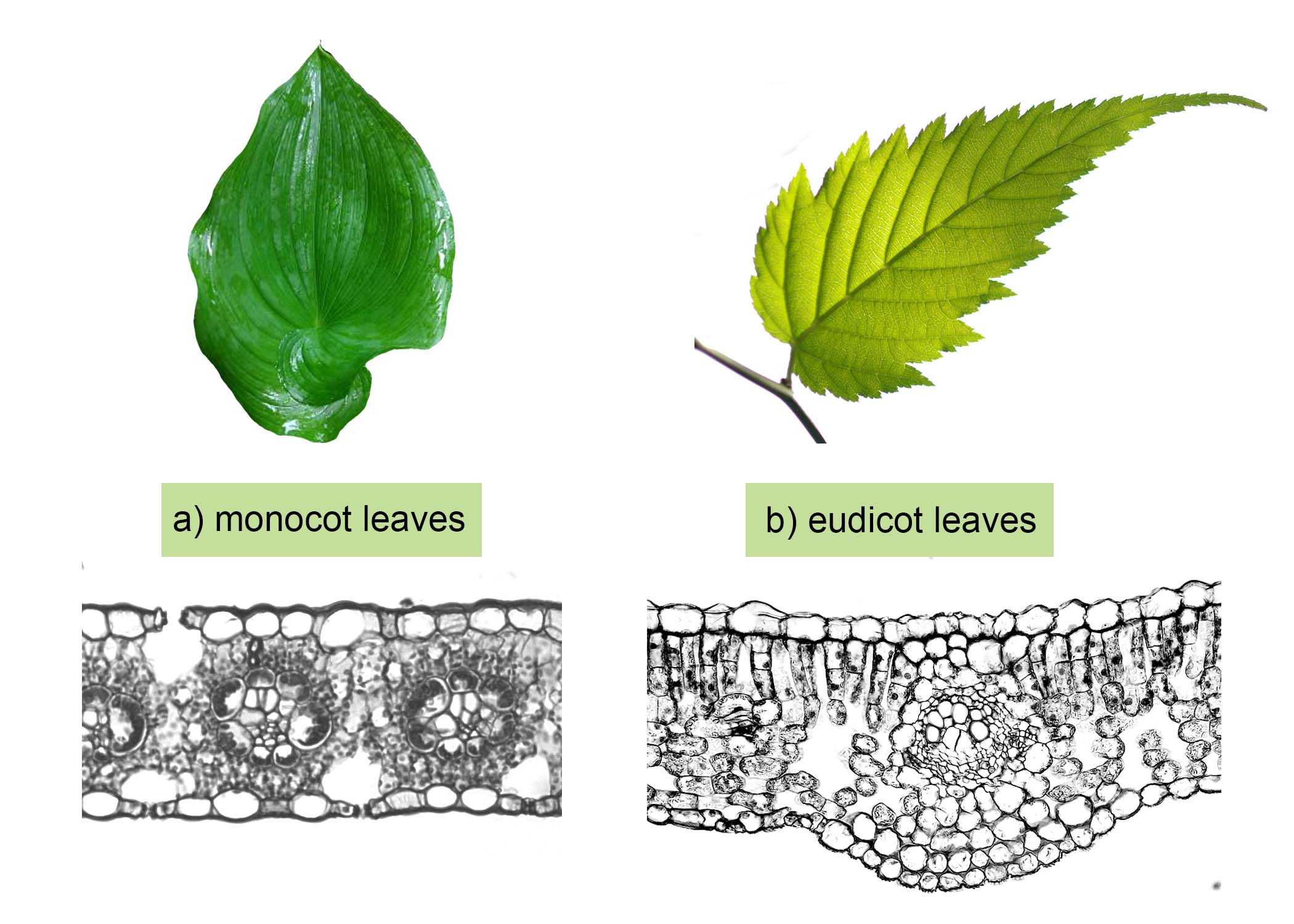 Comparison of monocot and eudicot leaf anatomy and morphology