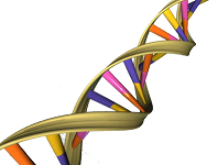 13: DNA Replication