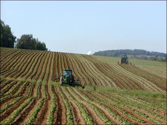 A monoculture, with many rows of potato plants, and several tractors operating