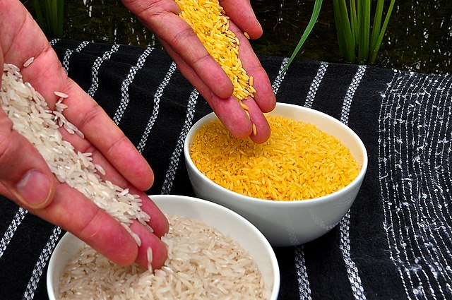 A bowl of regular rice and a bowl of golden rice, which is a orange-yellow color
