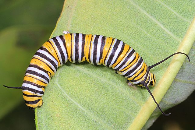 A yellow and white caterpillar eating a leaf
