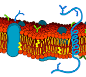 16: Membrane Structure