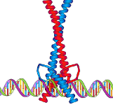 12: Regulation of Transcription and Epigenetic Inheritance