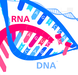 10: Transcription and RNA Processing