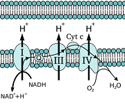 7: Electron Transport, Oxidative Phosphorylation, and Photosynthesis
